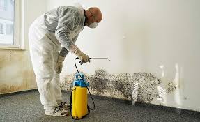 Biohazard Mold Removal in Woodworth, LA