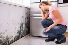 Best Environmental Consulting for Mold Prevention  in Woodworth, LA